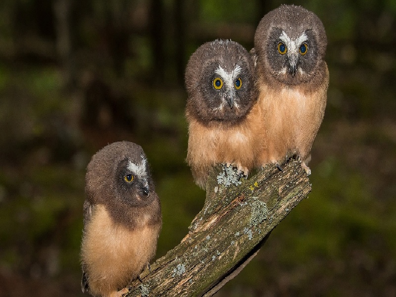 苏苏试管之路普通试管 组成 用途过期试管的用处